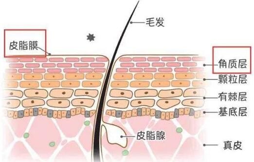 皮脂膜受损